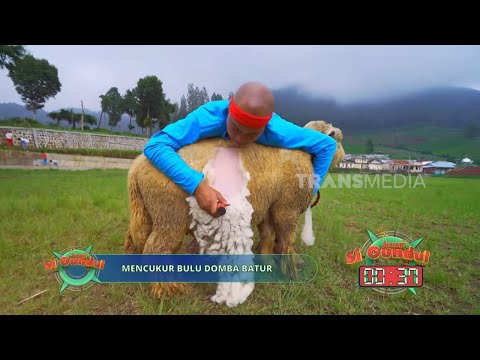 Mencukur Bulu Domba Batur | JEJAK SI GUNDUL (28/05/26) P3 thumbnail