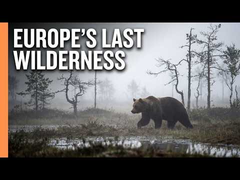Secret World of the Moors | Bogs, Wildlife & Untouched Wilderness thumbnail