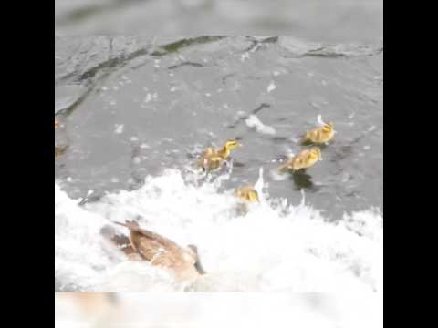 流された1羽のために母は戻った thumbnail