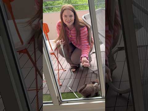 Gassi gehen mit unseren Katzen ?! ?? #shortvideo #kitten #dailyvlog thumbnail