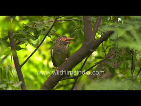 Brown-headed Barbet calling from the treetops thumbnail