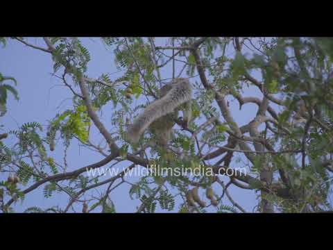 Grizzled Giant Squirrel feeding in a tamarind tree thumbnail