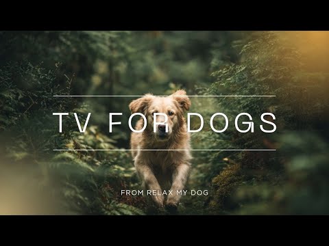 Dog Adventure TV Featuring Virtual Walks Through Nature Landscapes thumbnail