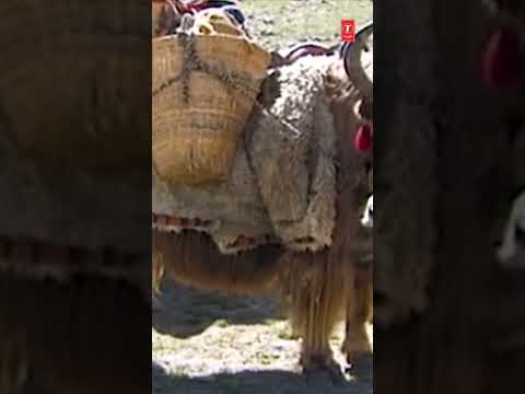 Kailash Mansarovar Yatra, यात्री बह्मपुत्र नदी पार करके कैलाश पर्वत के समीप पहुँचते हैं thumbnail