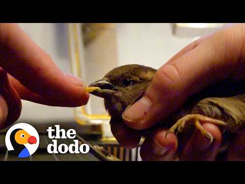 Dad And Daughter Rescue Sparrow Trapped In Plastic | The Dodo thumbnail