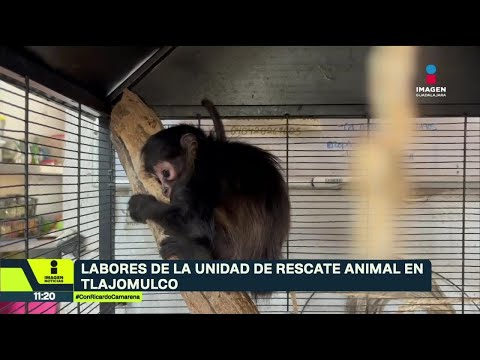 Tlajomulco amplía unidad de rescate para proteger fauna silvestre | Noticias GDL thumbnail