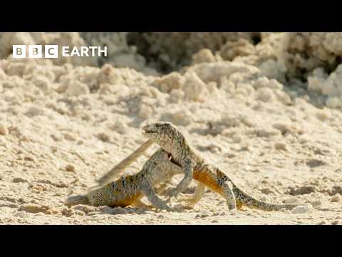 Rare Encounters from the Wild | BBC Earth thumbnail
