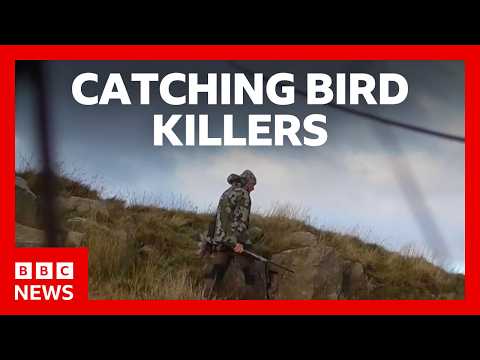 Catching the people illegally killing Britain’s birds of prey | BBC News thumbnail