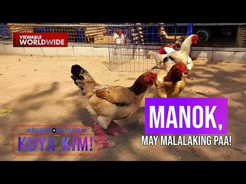 Mga manok na naglalakihan ang mga paa, simbolo nga ba ng suwerte?! | Dami Mong Alam, Kuya Kim! thumbnail