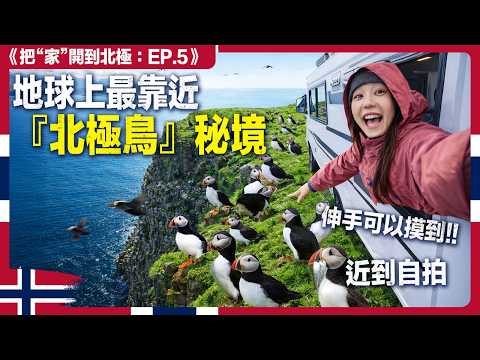 傳說中的『北極鳥』追了6小時...超感動！數萬隻同時現身｜露營車北極 4國 EP5 挪威 thumbnail