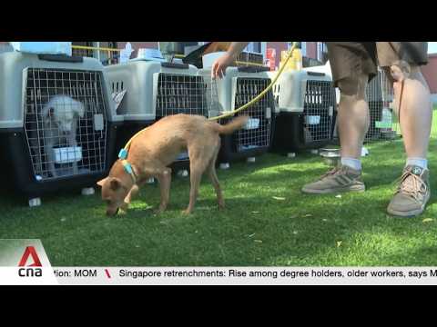 Slaughter of celebrity dog in China rekindles debate over dog meat trade thumbnail
