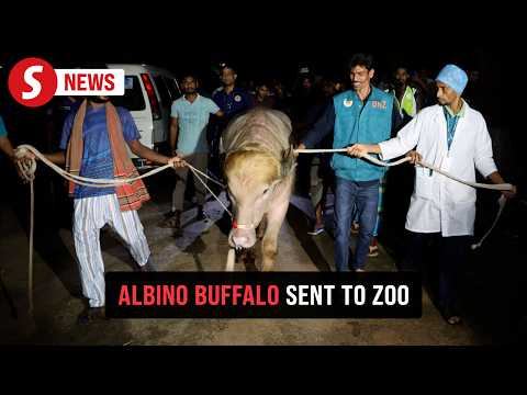 ‘Trump’  buffalo spared sacrifice, sent to Bangladesh zoo thumbnail