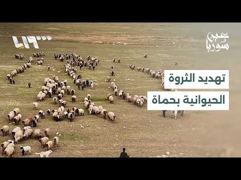 مئات الأغنام والماعز مهددة بالنفوق في بادية ريف حماة نتيجة غياب المياه واللقاحات thumbnail