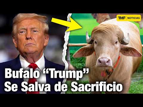 Búfalo "Trump" se Salva del Sacrificio en Bangladés por Gran Parecido thumbnail