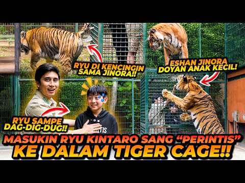 RYU KINTARO SI BOCAH PERINTIS MASUK KANDANG HARIMAU! DI KENCINGIN HARIMAU SAMPE KAPOK ?! thumbnail