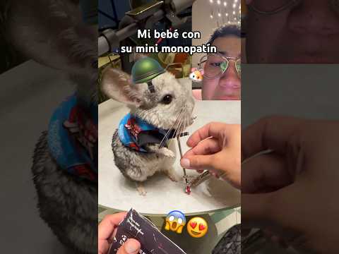 Mi chinchilla con su mini monopatín 😍 lo amooo🥹 #animalestiernos #chinchilla #mascotas #paraniños thumbnail