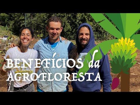 Os beneficios da agrofloresta thumbnail