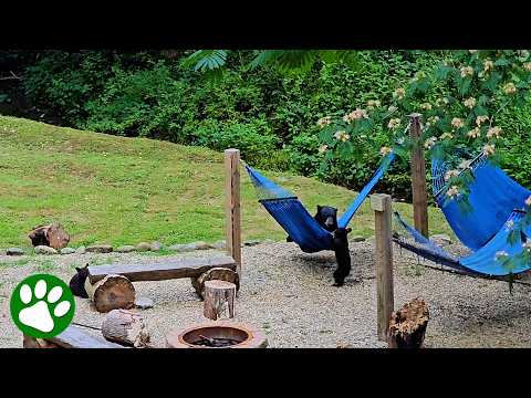 These Bear Cubs Have No Idea What Hammocks Are (And It's Hilarious) thumbnail
