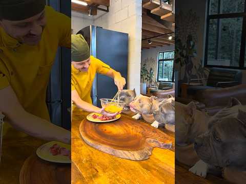 Omelete com Orégano e Tomates 🤩🐾 Hora do Petisco 🐾 thumbnail