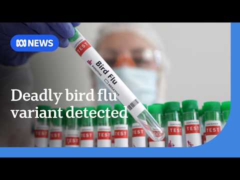 First case of deadly H5 bird flu variant detected in Australia | ABC NEWS thumbnail