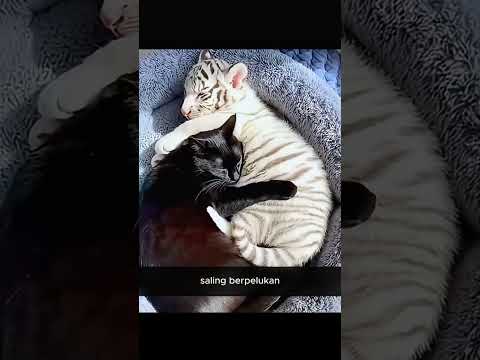 Anak Harimau Putih yang Dibesarkan oleh Seekor Kucing thumbnail