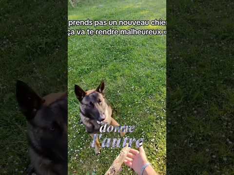 Je l’aime beaucoup celui là 🥹 #ades #malinois #chien #ninolemalou thumbnail